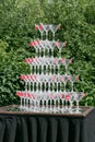 Champagne glass pyramid on wedding party. Tower of glasses of wine Royalty Free Stock Photo