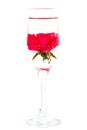 Champagne glass of red rose blossom Royalty Free Stock Photo