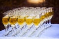 Champagne in glasses Royalty Free Stock Photo