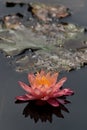 Champagne gold color water lily Royalty Free Stock Photo