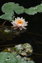 White color water lily Royalty Free Stock Photo