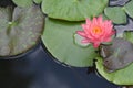 champagne gold water lily flower in the morning Royalty Free Stock Photo