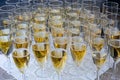 Champagne. Lots of glasses of sparkling wine waiting for a solemn toast Royalty Free Stock Photo