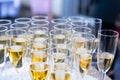 Champagne. Lots of glasses of sparkling wine waiting for a solemn toast Royalty Free Stock Photo