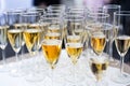 Champagne. Lots of glasses of sparkling wine waiting for a solemn toast Royalty Free Stock Photo