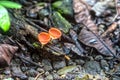 Champagne Mushroom