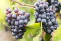 Champagne Pinot Noir Grapes France Royalty Free Stock Photo