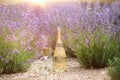 Champagne is poured into glasses in a sunset lavender field. Royalty Free Stock Photo
