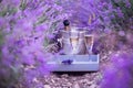 Champagne is poured into glasses in a sunset lavender field. Royalty Free Stock Photo