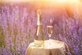 Champagne is poured into glasses in a sunset lavender field. Royalty Free Stock Photo