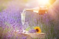 Champagne is poured into glasses in a sunset lavender field. Royalty Free Stock Photo