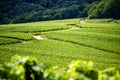 Champagne, Reims. Montagne de Reims. Hills covered with vineyards. France