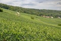 Champagne: rolling hill with vineyards of Chardonnay, Pinot Noir and Meunier ripening grapes Royalty Free Stock Photo