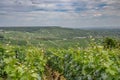 Champagne: rolling hills with vineyards of Chardonnay, Pinot Noir and Meunier ripening grapes Royalty Free Stock Photo