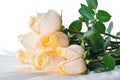 Champagne roses Royalty Free Stock Photo