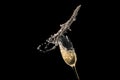 Champagne Splash Freeze Dynamic High Speed Drink Photography Royalty Free Stock Photo