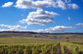 Champagne vineyard field in France Royalty Free Stock Photo