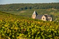 Champagne vineyards Chavot Courcourt in Marne department, France