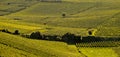 Champagne vineyards Cuis in Marne department, France