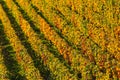 Champagne vineyards Cuis in Marne department, France