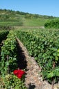 Champagne vineyards on the hillsides of Venteuil