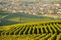 Champagne vineyards in Marne department, France