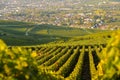 Champagne vineyards in Marne department, France