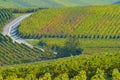 Champagne vineyards Sermiers in Marne department, France