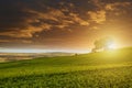 Champagne Vineyards at sunset, Montagne de Reims Royalty Free Stock Photo