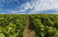 Champagne Vineyard Clouds Royalty Free Stock Photo