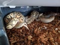 Champagne yellowbelly ghi het hypo ball python snake Royalty Free Stock Photo