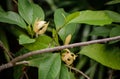 Champak flower on tree