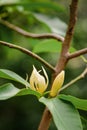 Champak flower on tree Royalty Free Stock Photo