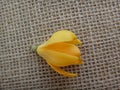 Champak flower - Yellow or orange-colored - Jute background