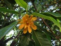 Champak - Yellow or orange flower