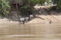 Champasak Loas-NOVEMBER 22 :water buffalo local cattle standing