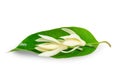 The Champee Thai Flowers with green leaf isolated on white backgrounds Royalty Free Stock Photo