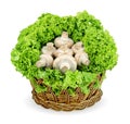 Champignon Royalty Free Stock Photo