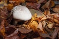 Champignon in the foliage of an autumn forest