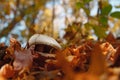 Champignon in the foliage of an autumn forest