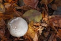 Champignon in the foliage of an autumn forest