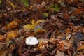 Champignon in the foliage of an autumn forest