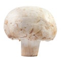 Champignon mushroom macro