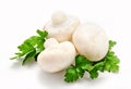 Champignon mushroom white agaricus witn parsley Royalty Free Stock Photo