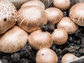 Champignon mushrooms. Royalty Free Stock Photo