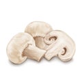 Champignon mushrooms isolated