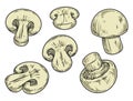 Champignon mushrooms set colorful stickers