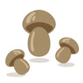 Champignon mushrooms. Vector image icon. Healthy food.