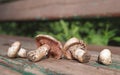 Champignon mushrooms on a wooden board. Champignon mushrooms aka common, white or button mushrooms.