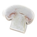 Champignon Royalty Free Stock Photo